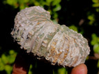 Natural Douvilleiceras White Spiny Ammonite x 1 From Tulear, Madagascar