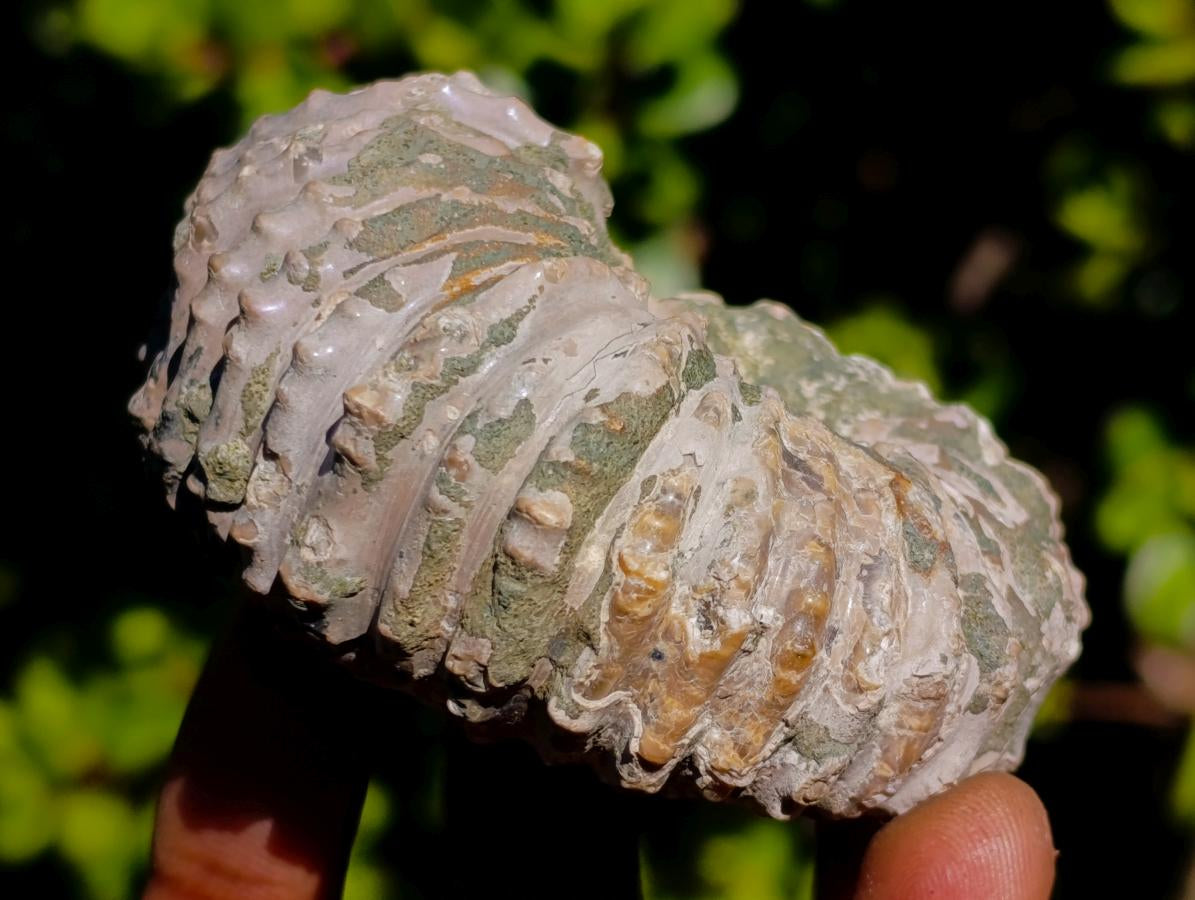 Natural Douvilleiceras White Spiny Ammonite x 1 From Tulear, Madagascar
