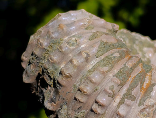 Natural Douvilleiceras White Spiny Ammonite x 1 From Tulear, Madagascar