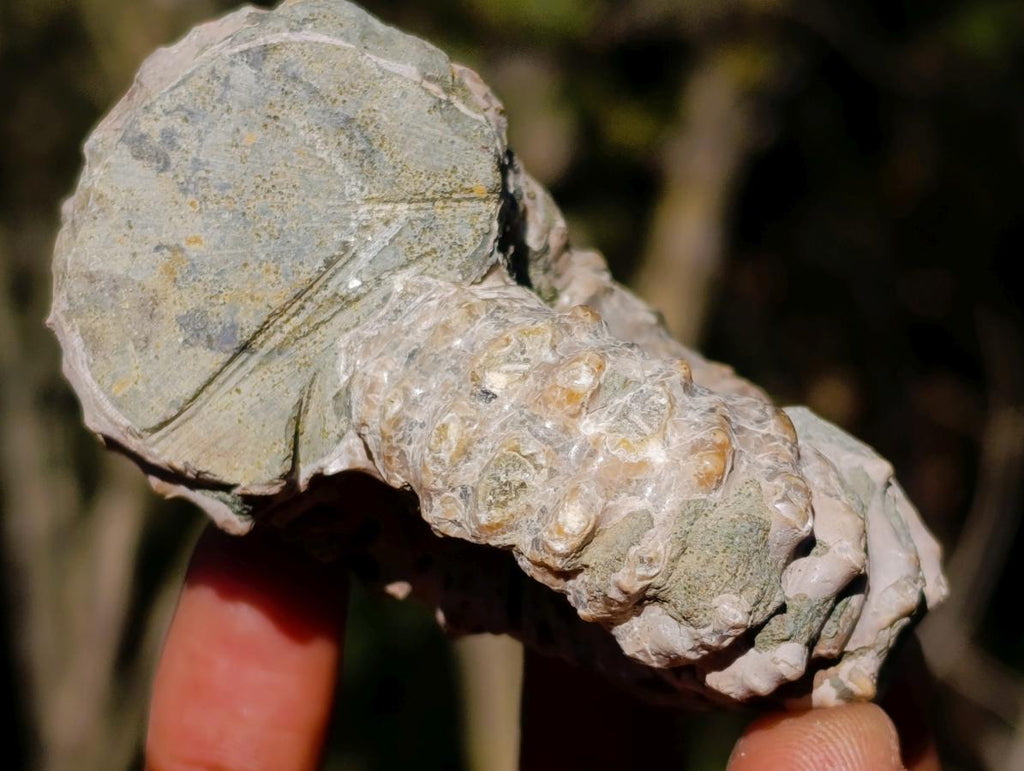 Natural Douvilleiceras White Spiny Ammonite x 1 From Tulear, Madagascar