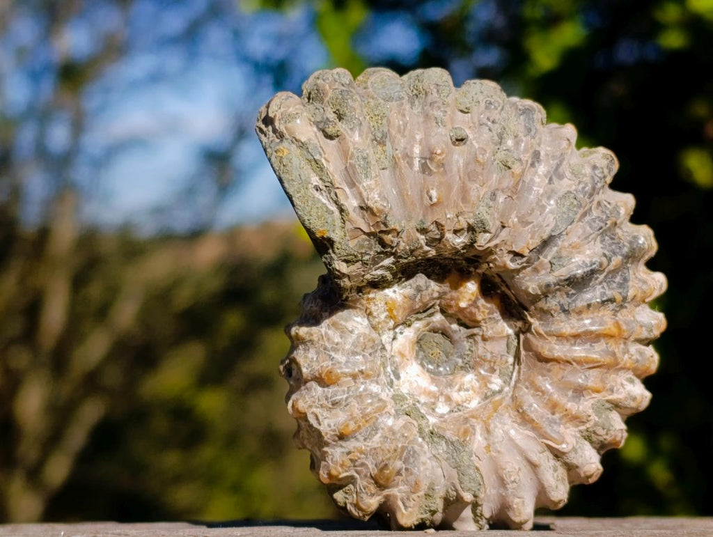Natural Douvilleiceras White Spiny Ammonite x 1 From Tulear, Madagascar