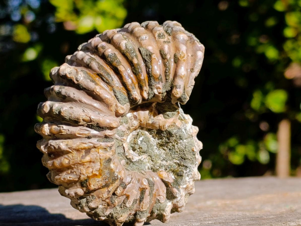 Natural Douvilleiceras White Spiny Ammonite x 1 From Tulear, Madagascar