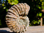 Natural Douvilleiceras White Spiny Ammonite x 1 From Tulear, Madagascar