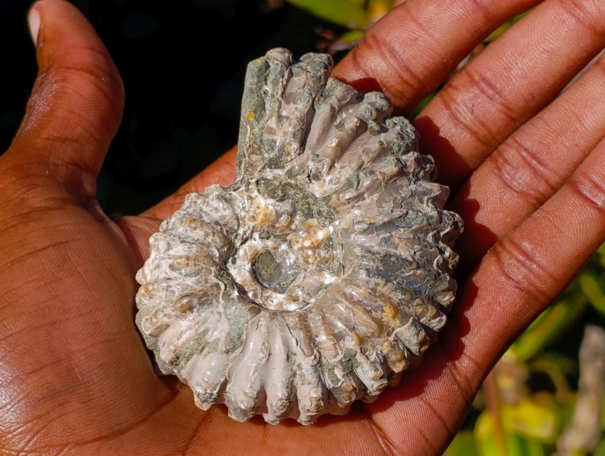Natural Douvilleiceras White Spiny Ammonite x 1 From Tulear, Madagascar
