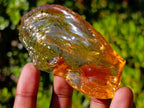 Natural Superb Clear Copal Amber Fossil Specimen x 1 From Nosy Varika Madagascar