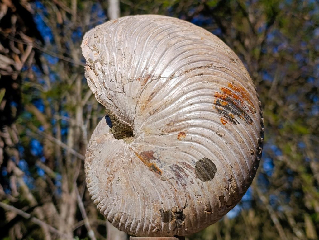 Natural XL Cymatoceras Nautilus Ammonite Fossil x 1 From Maintirano, Madagascar