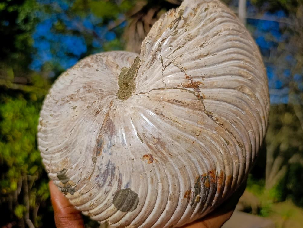 Natural XL Cymatoceras Nautilus Ammonite Fossil x 1 From Maintirano, Madagascar
