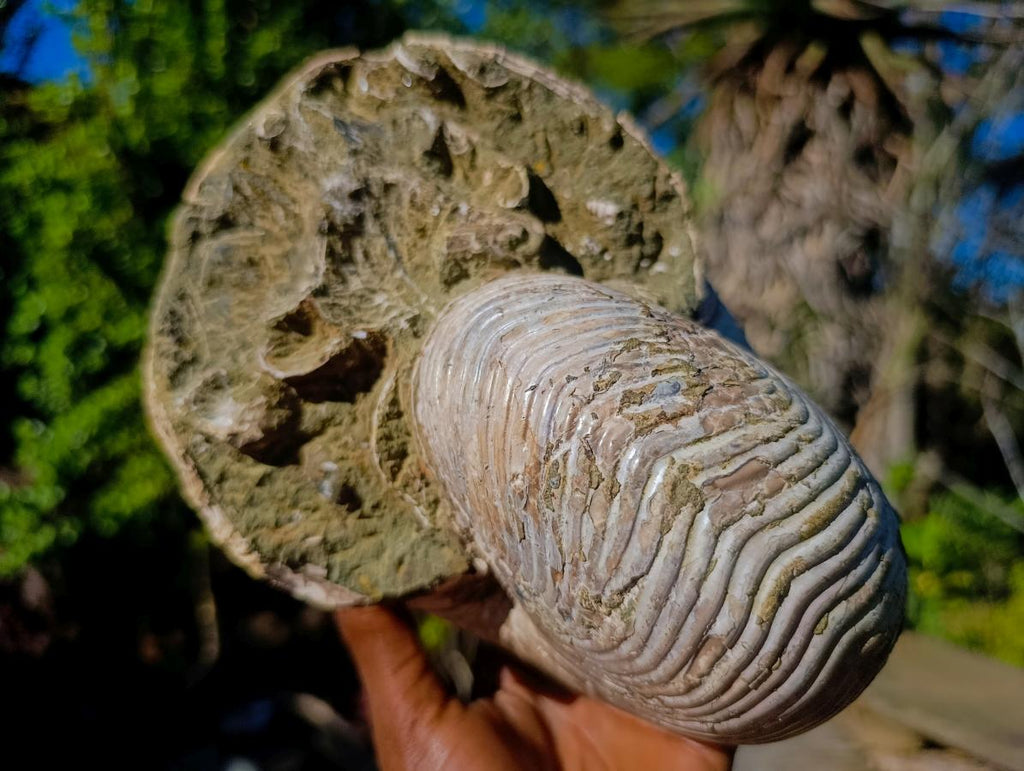 Natural XL Cymatoceras Nautilus Ammonite Fossil x 1 From Maintirano, Madagascar