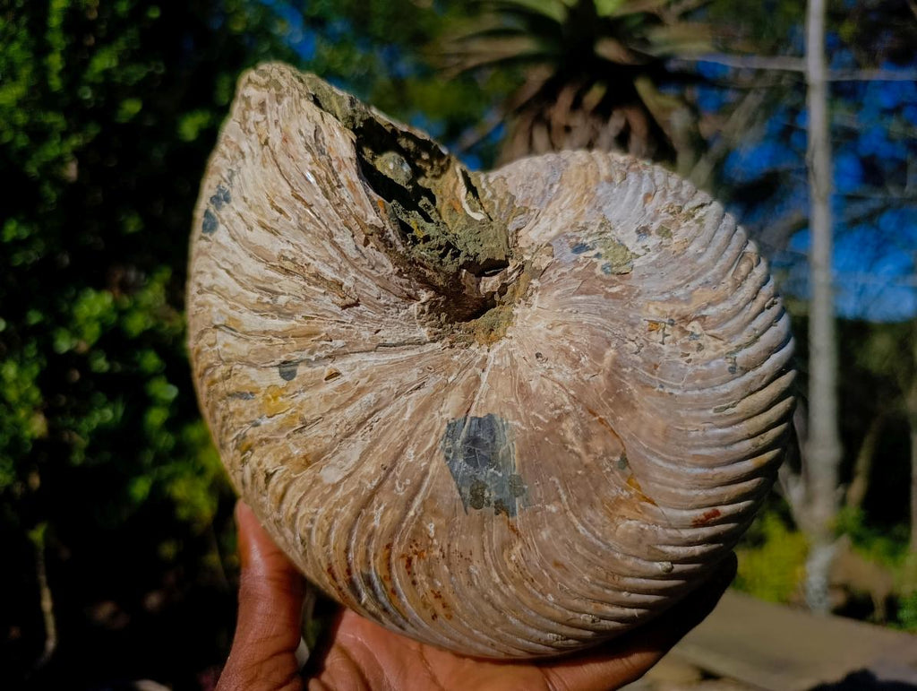 Natural XL Cymatoceras Nautilus Ammonite Fossil x 1 From Maintirano, Madagascar