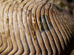 Natural XL Cymatoceras Nautilus Ammonite Fossil x 1 From Maintirano, Madagascar