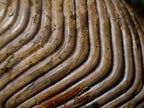 Natural XL Cymatoceras Nautilus Ammonite Fossil x 1 From Maintirano, Madagascar
