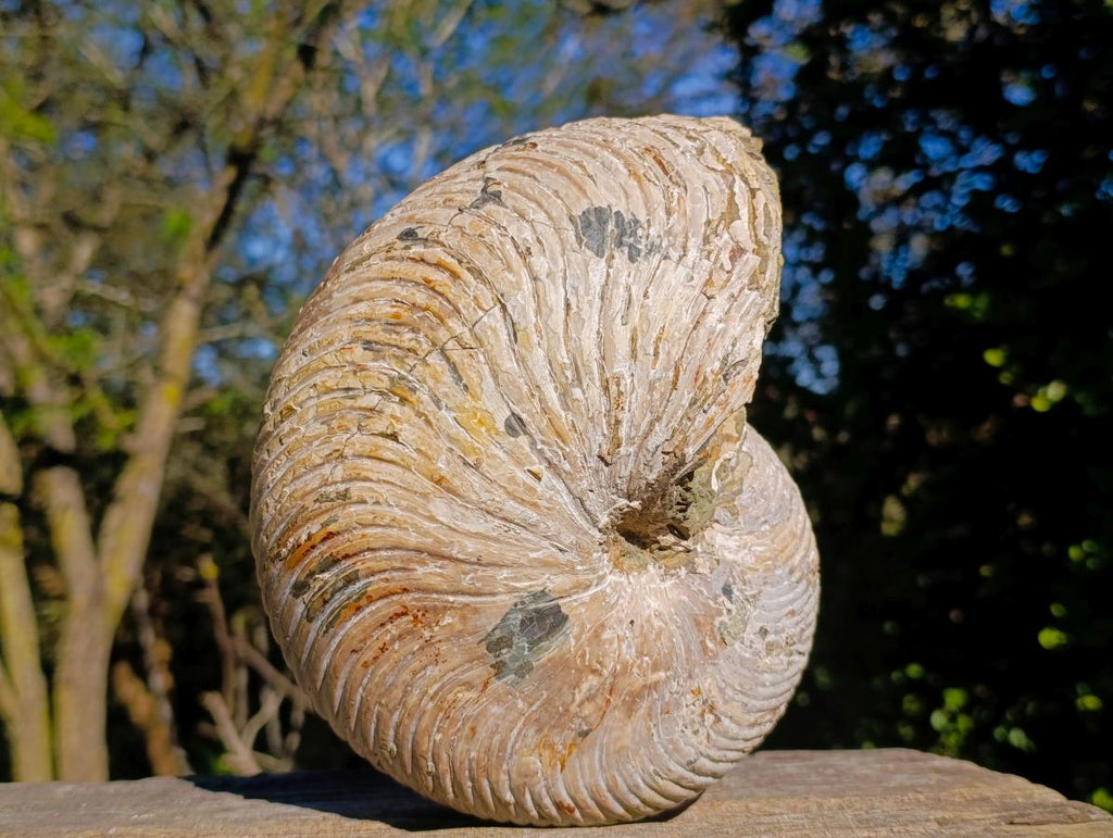 Natural XL Cymatoceras Nautilus Ammonite Fossil x 1 From Maintirano, Madagascar