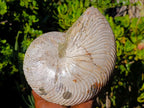 Natural XL Cymatoceras Nautilus Ammonite Fossil x 1 From Maintirano, Madagascar