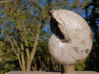Natural XL Cymatoceras Nautilus Ammonite Fossil x 1 From Maintirano, Madagascar