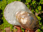 Polished Large Cymatoceras Nautilus Ammonite Fossil x 1 From Maintirano, Madagascar