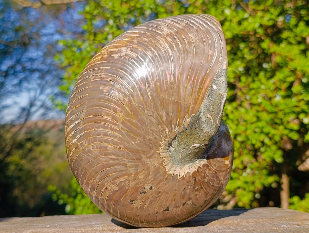 Polished Large Cymatoceras Nautilus Ammonite Fossil x 1 From Maintirano, Madagascar