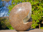 Polished Large Cymatoceras Nautilus Ammonite Fossil x 1 From Maintirano, Madagascar