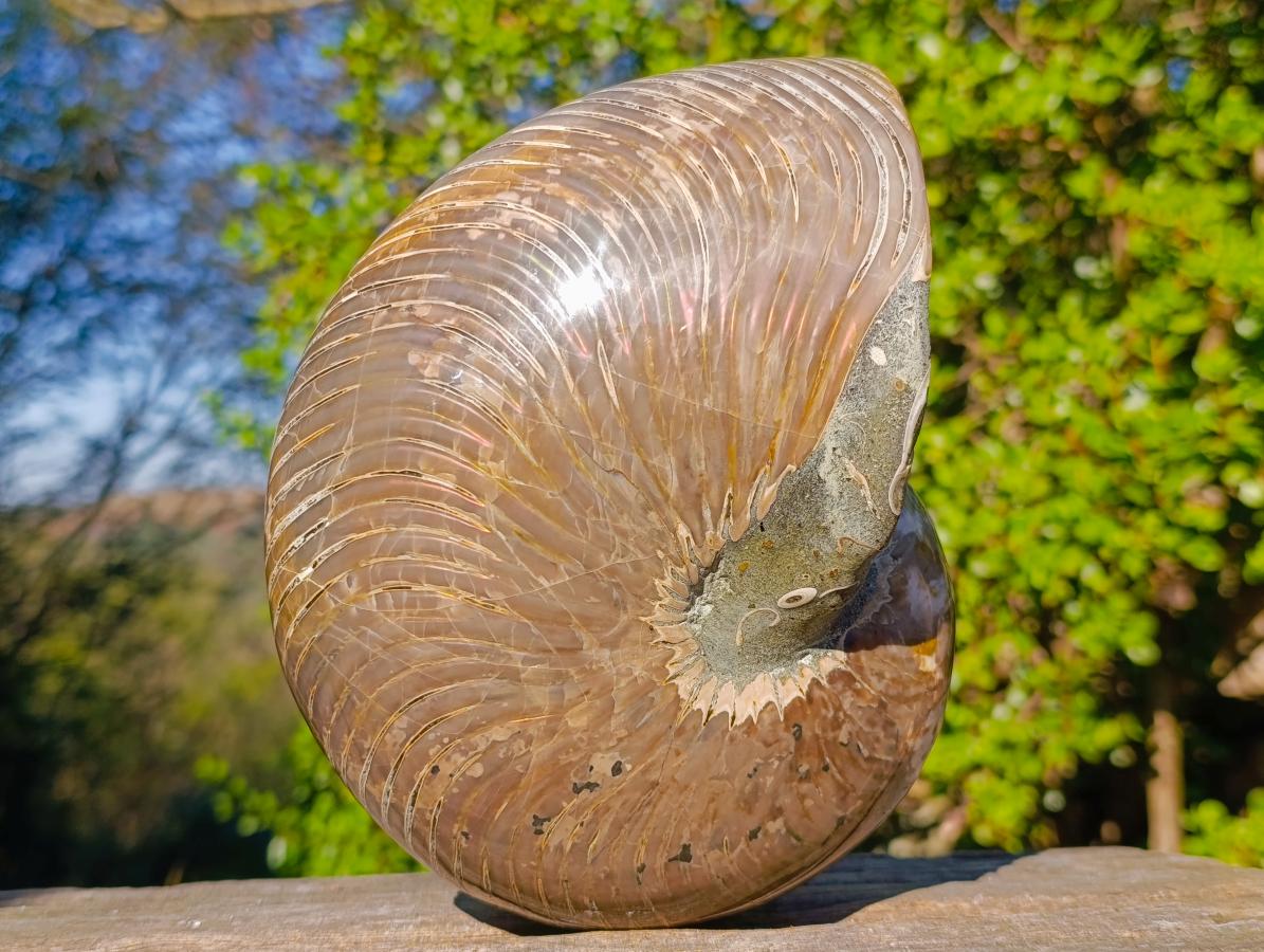 Polished Large Cymatoceras Nautilus Ammonite Fossil x 1 From Maintirano, Madagascar