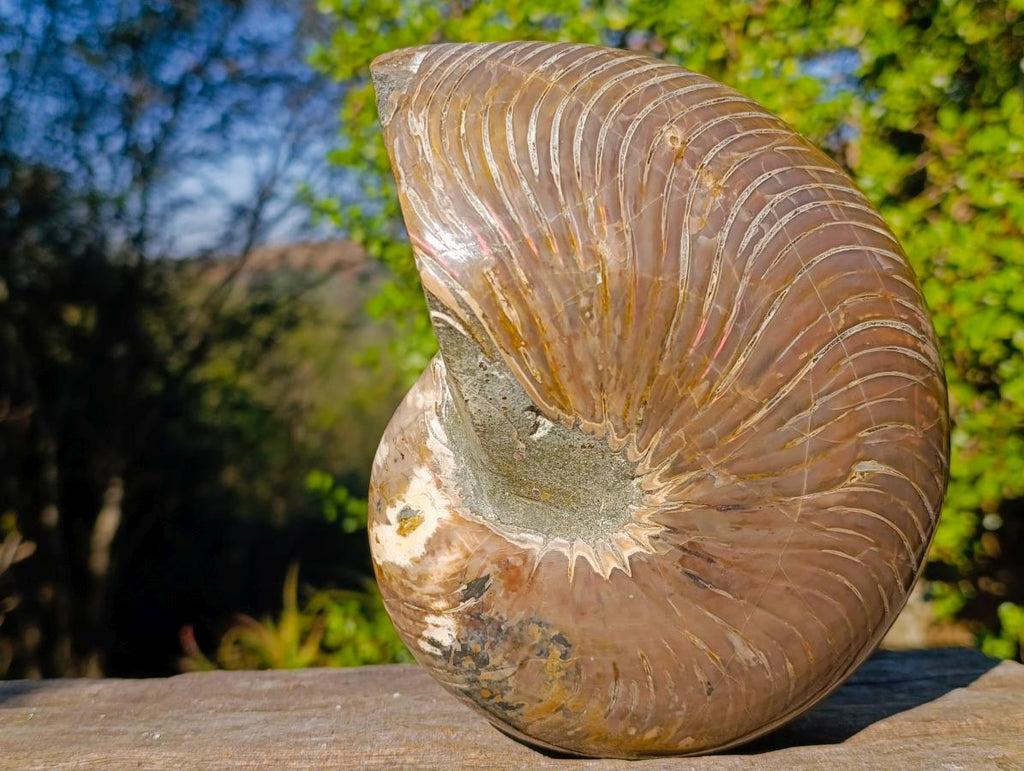 Polished Large Cymatoceras Nautilus Ammonite Fossil x 1 From Maintirano, Madagascar