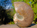 Polished Large Cymatoceras Nautilus Ammonite Fossil x 1 From Maintirano, Madagascar