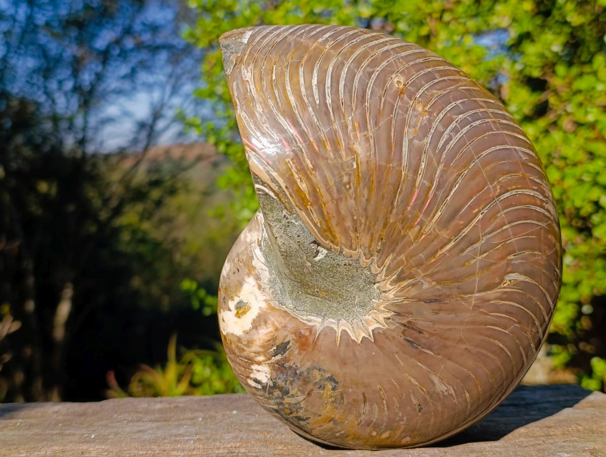 Polished Large Cymatoceras Nautilus Ammonite Fossil x 1 From Maintirano, Madagascar