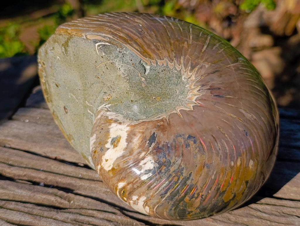 Polished Large Cymatoceras Nautilus Ammonite Fossil x 1 From Maintirano, Madagascar