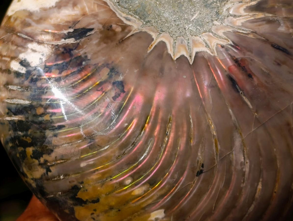 Polished Large Cymatoceras Nautilus Ammonite Fossil x 1 From Maintirano, Madagascar