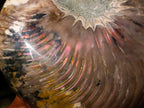 Polished Large Cymatoceras Nautilus Ammonite Fossil x 1 From Maintirano, Madagascar