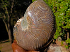 Polished Large Cymatoceras Nautilus Ammonite Fossil x 1 From Maintirano, Madagascar