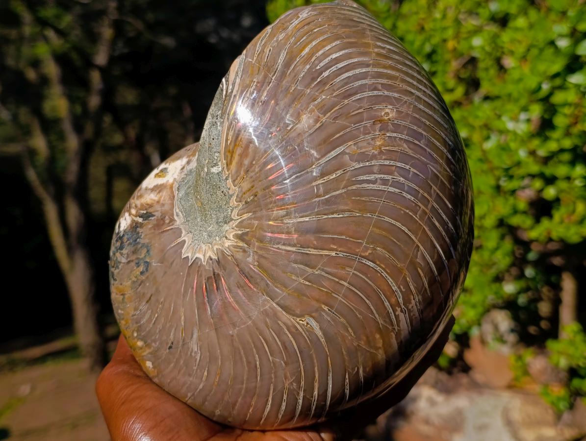 Polished Large Cymatoceras Nautilus Ammonite Fossil x 1 From Maintirano, Madagascar