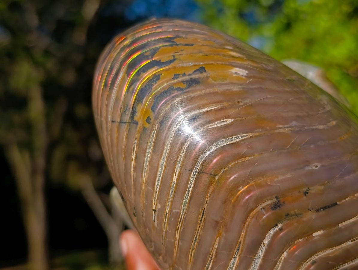 Polished Large Cymatoceras Nautilus Ammonite Fossil x 1 From Maintirano, Madagascar