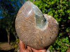 Polished Large Cymatoceras Nautilus Ammonite Fossil x 1 From Maintirano, Madagascar