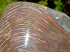Polished Large Cymatoceras Nautilus Ammonite Fossil x 1 From Maintirano, Madagascar