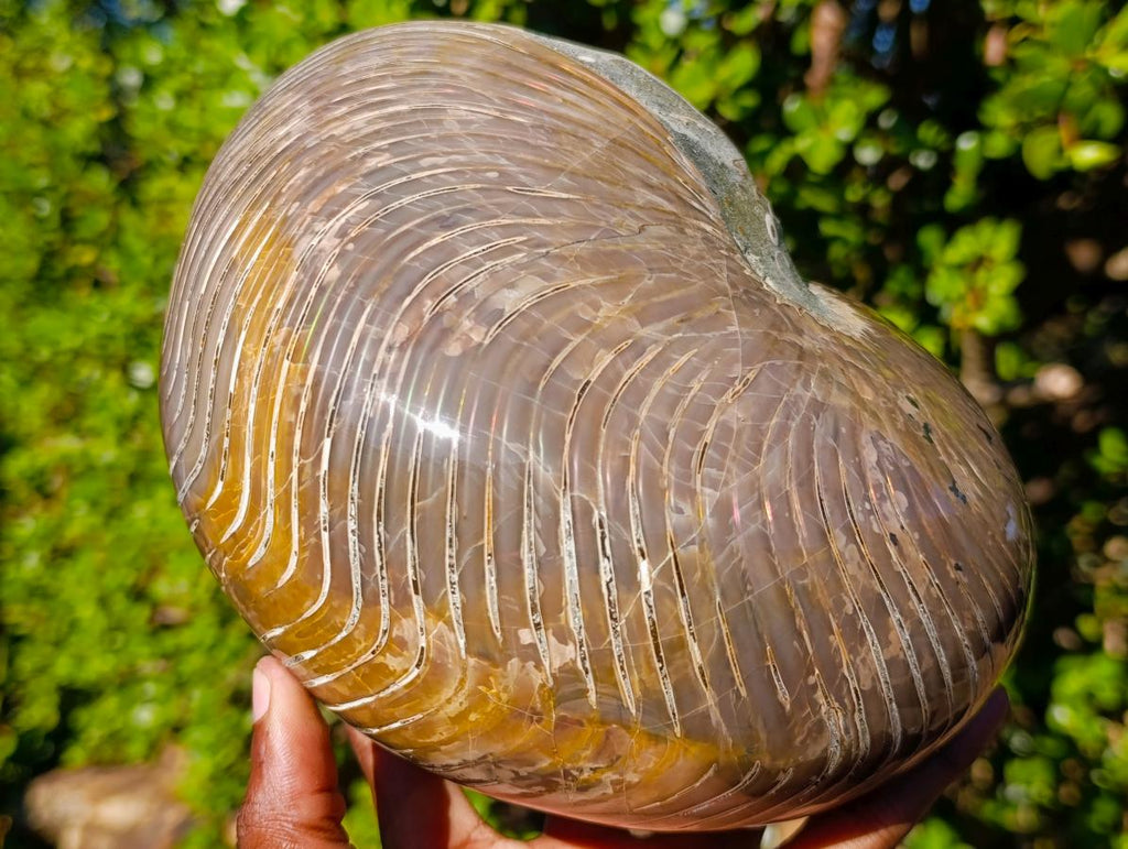 Polished Large Cymatoceras Nautilus Ammonite Fossil x 1 From Maintirano, Madagascar