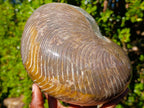 Polished Large Cymatoceras Nautilus Ammonite Fossil x 1 From Maintirano, Madagascar