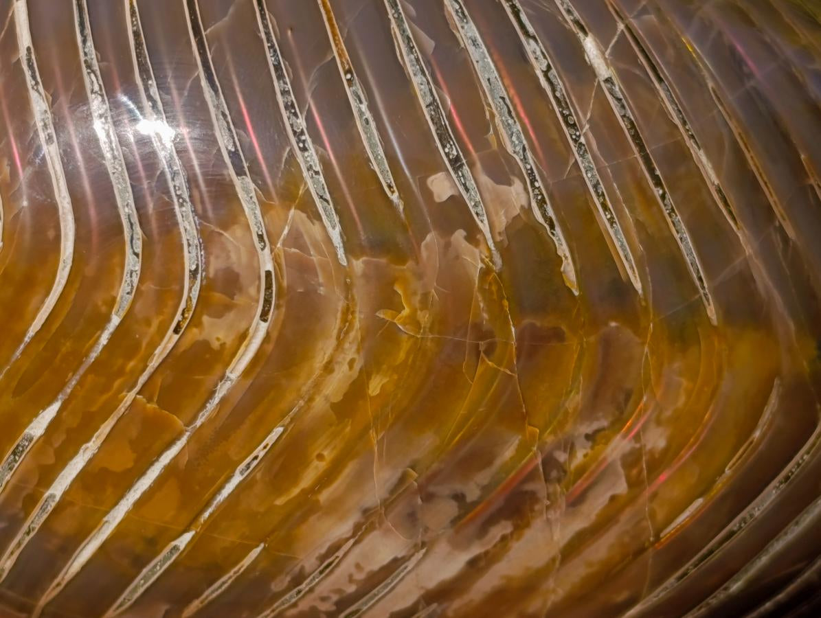 Polished Large Cymatoceras Nautilus Ammonite Fossil x 1 From Maintirano, Madagascar