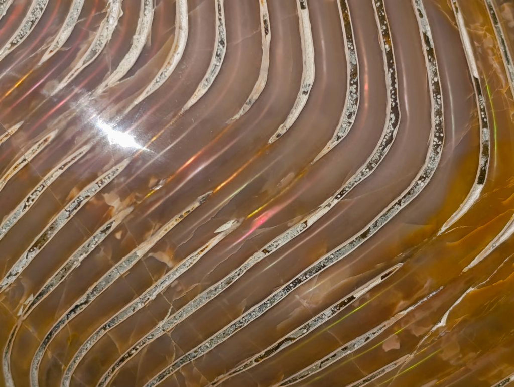 Polished Large Cymatoceras Nautilus Ammonite Fossil x 1 From Maintirano, Madagascar