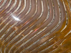 Polished Large Cymatoceras Nautilus Ammonite Fossil x 1 From Maintirano, Madagascar