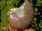 Polished Large Cymatoceras Nautilus Ammonite Fossil x 1 From Maintirano, Madagascar