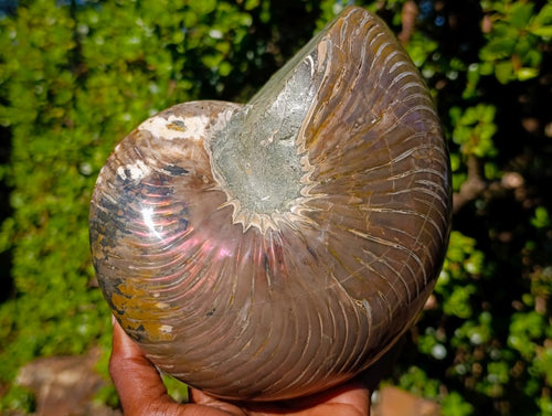 Polished Large Cymatoceras Nautilus Ammonite Fossil x 1 From Maintirano, Madagascar