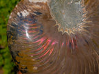 Polished Large Cymatoceras Nautilus Ammonite Fossil x 1 From Maintirano, Madagascar