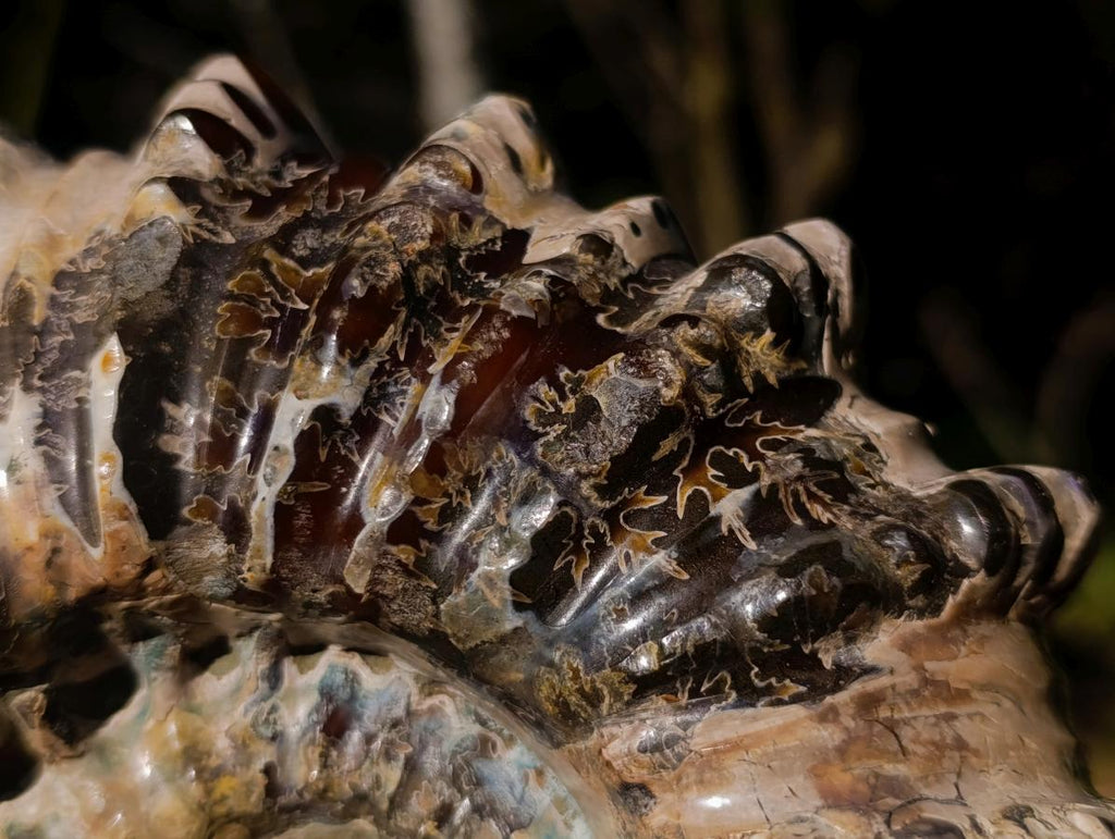 Polished Large Douvilleiceras Spiny Ammonite Fossil x 1 From Tulear, Madagascar