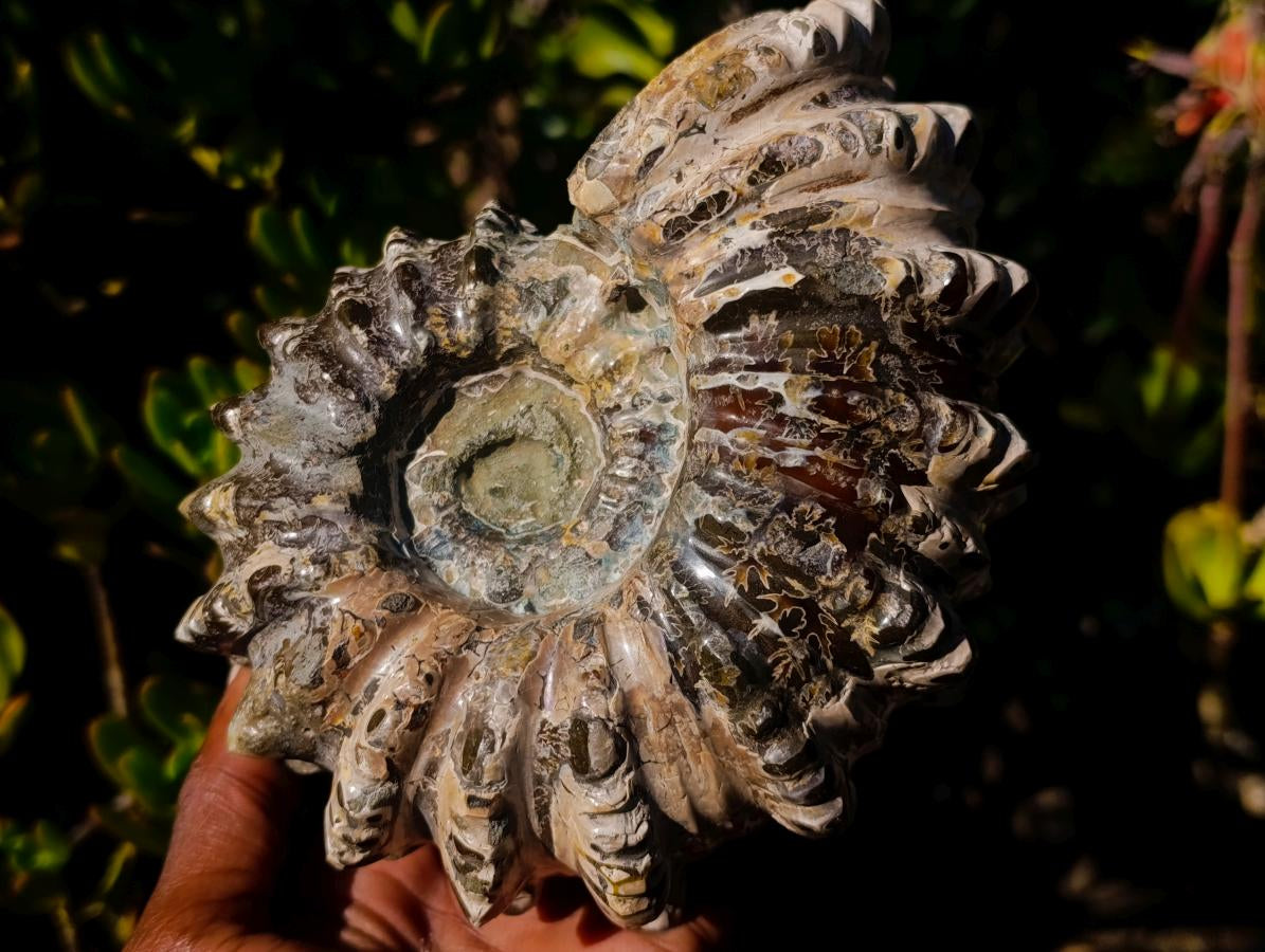 Polished Large Douvilleiceras Spiny Ammonite Fossil x 1 From Tulear, Madagascar