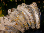 Polished Large Douvilleiceras Spiny Ammonite Fossil x 1 From Tulear, Madagascar