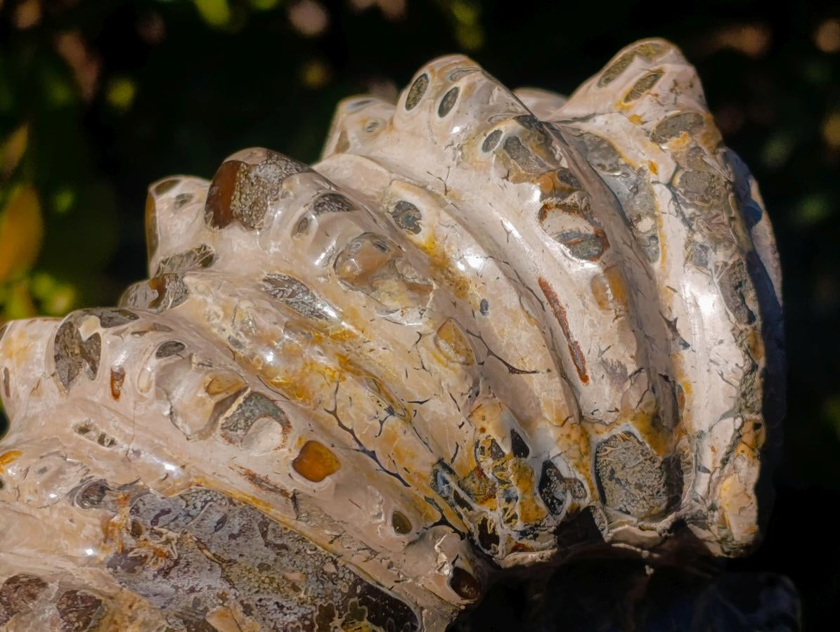 Polished Large Douvilleiceras Spiny Ammonite Fossil x 1 From Tulear, Madagascar