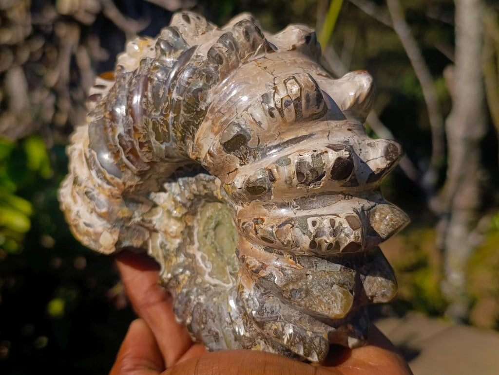 Polished Large Douvilleiceras Spiny Ammonite Fossil x 1 From Tulear, Madagascar