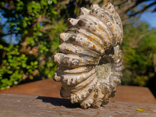 Polished Large Douvilleiceras Spiny Ammonite Fossil x 1 From Tulear, Madagascar