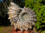 Polished Large Douvilleiceras Spiny Ammonite Fossil x 1 From Tulear, Madagascar