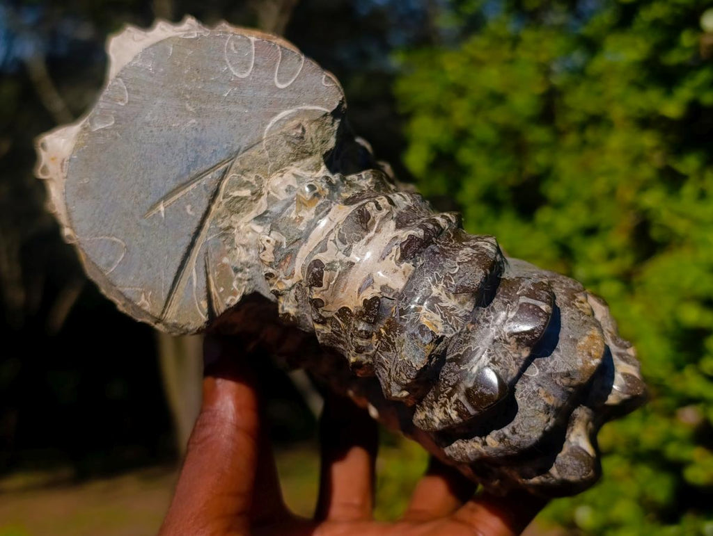 Polished Large Douvilleiceras Spiny Ammonite Fossil x 1 From Tulear, Madagascar