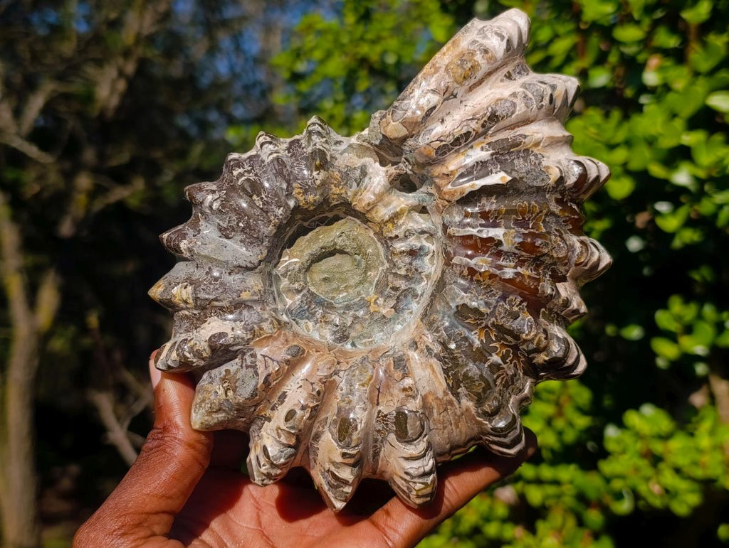 Polished Large Douvilleiceras Spiny Ammonite Fossil x 1 From Tulear, Madagascar